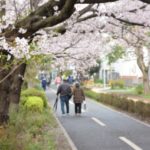 桜の木の下を歩く老夫婦