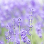 薄紫色の花畑